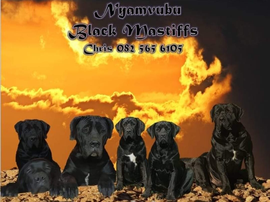 Nyamvubu Black Mastiffs