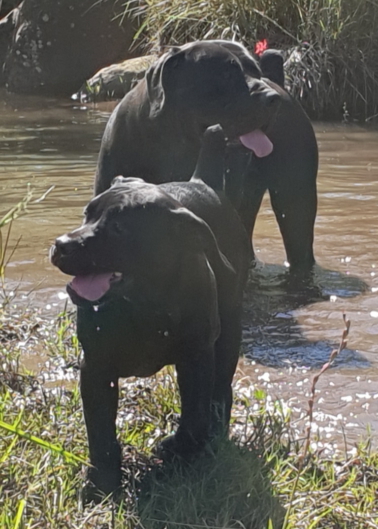Black Mastiffs